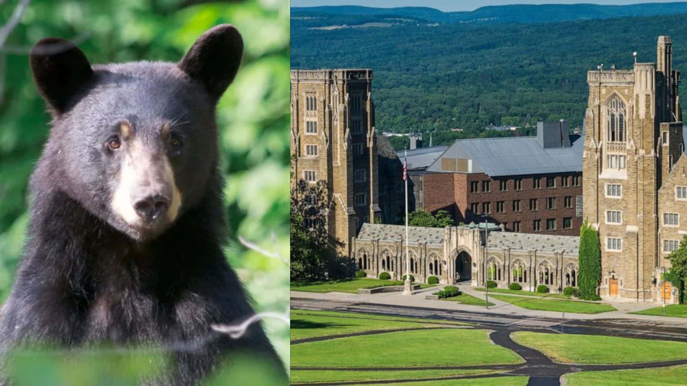 Cornell University banned students from butchering wild game in communal kitchens after two dudes skinned a black bear in the dorm