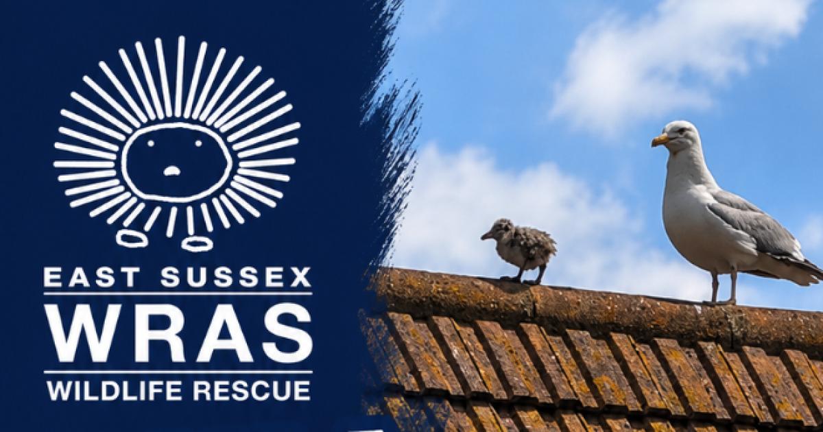 Wildlife charity shares advice after young gull rooftop rescue