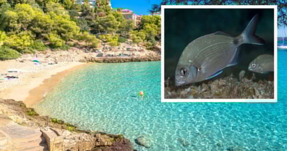 Schock auf Mallorca - „Es floss Blut“: Badegäste von Fischen gebissen