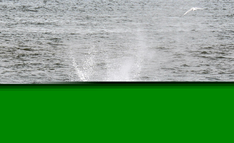 Whales Galore Along the Shore - Oregon Coast Definitely Has the Most...Right Now