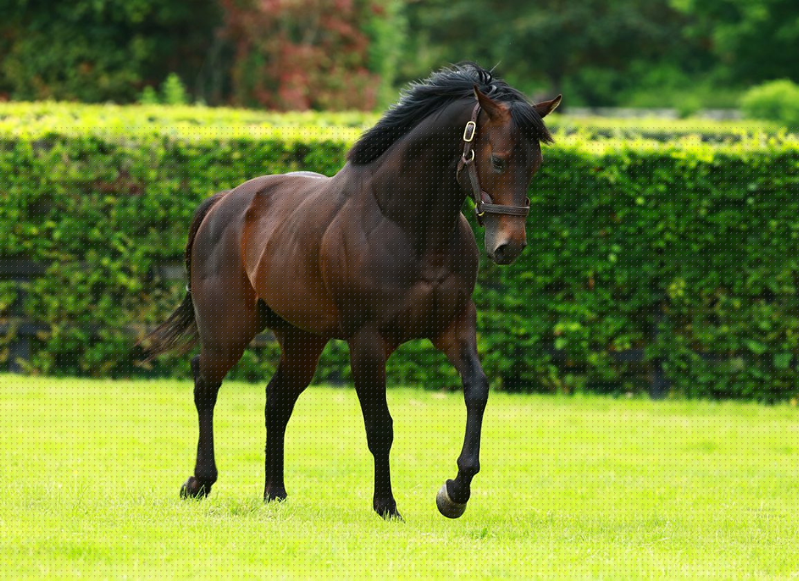 No Nay Never’s Forbidden Fire Draws Clear For TDN Rising Star at Salisbury