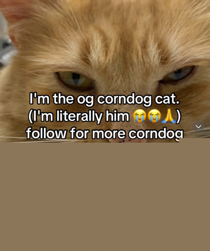 Corn Dog Cat - I am THEE Corn Dog Cat