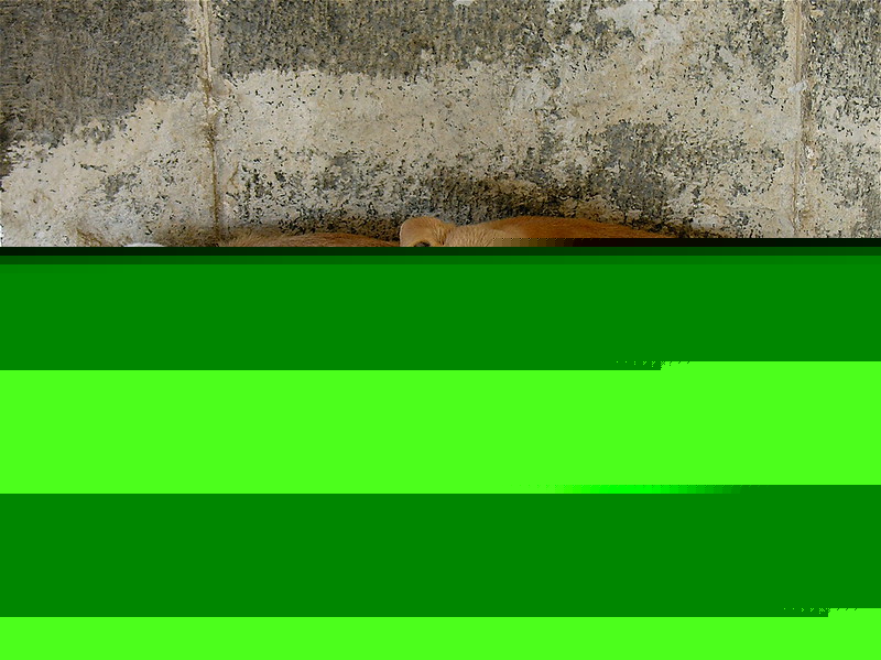 Comment on Combat Rising Animal Cruelty With Stricter Regulations by Paula