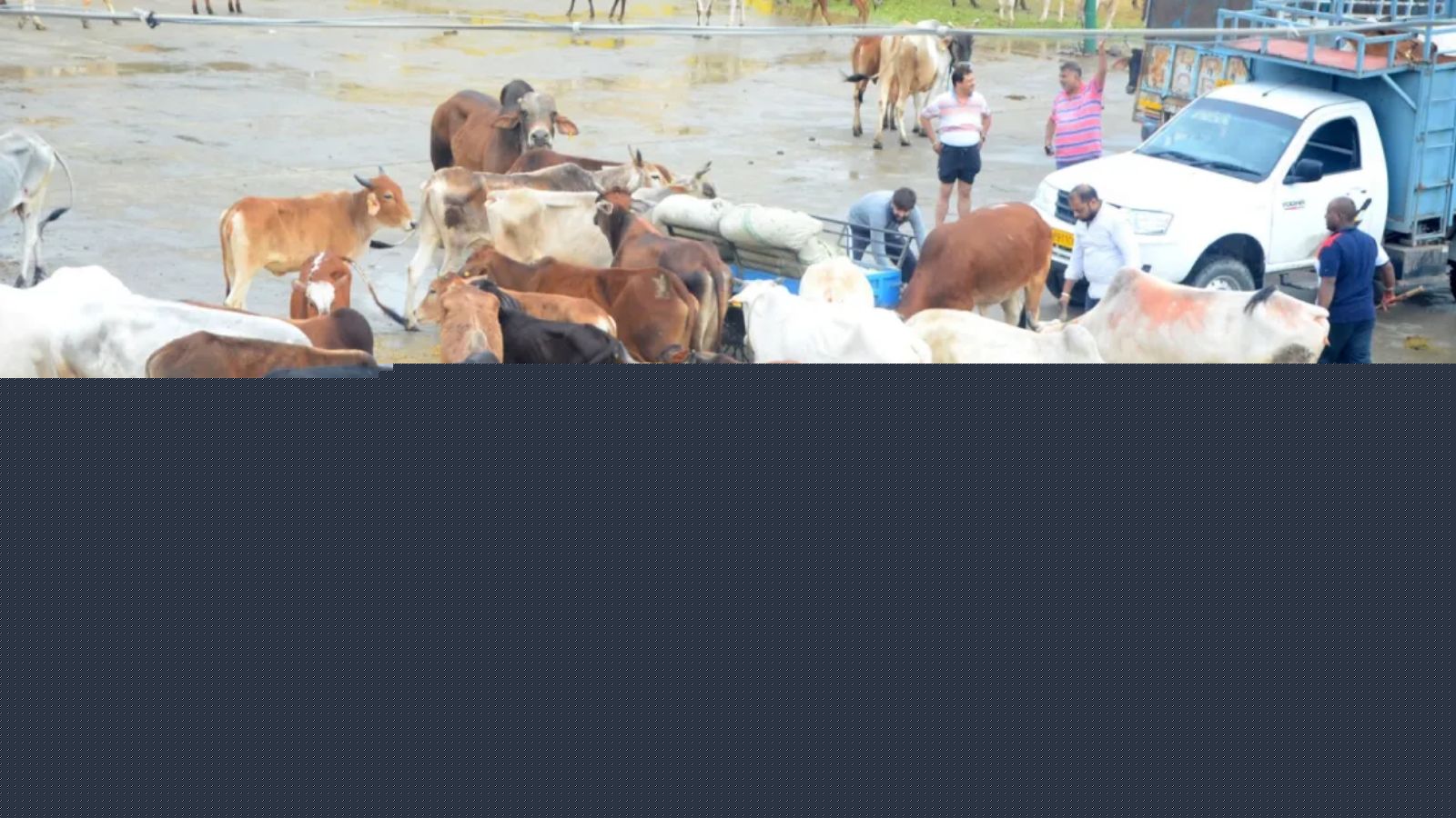 Eight years on, 3 acquitted in cow slaughter case; court finds raid violated law