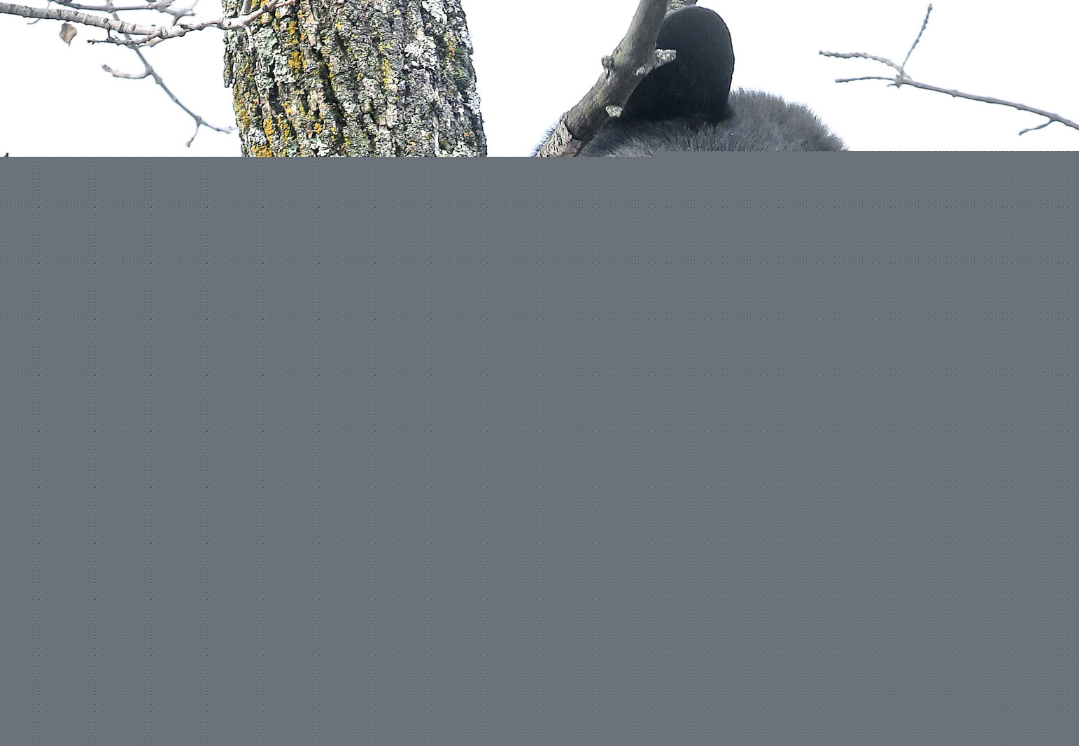 Bear hunters: Remember to buy license, check regulations