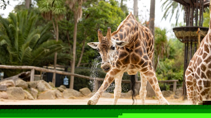 Educators on the line in proposed Zoos Victoria job cuts