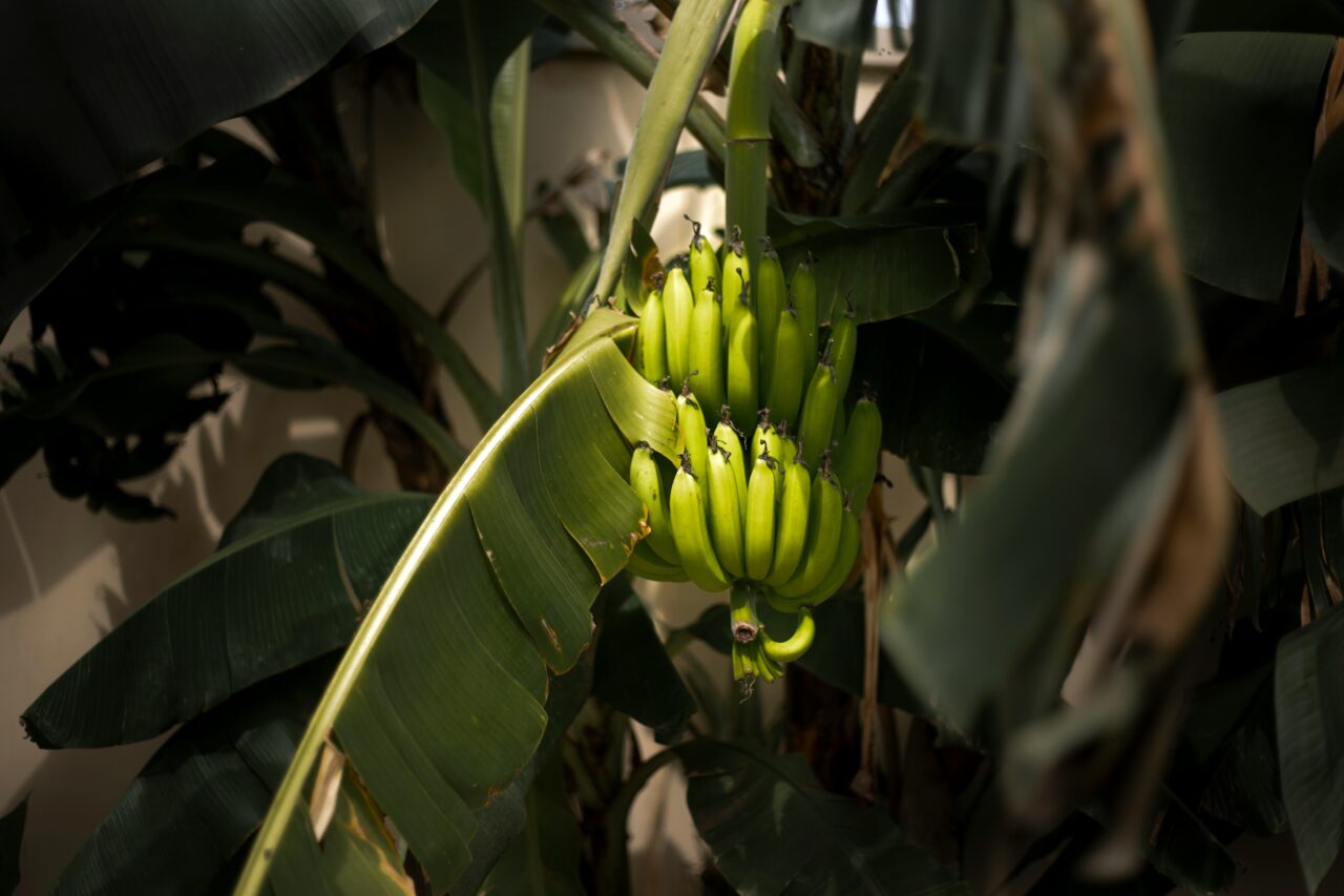 La banana è il nuovo frutto tropicale della Sicilia