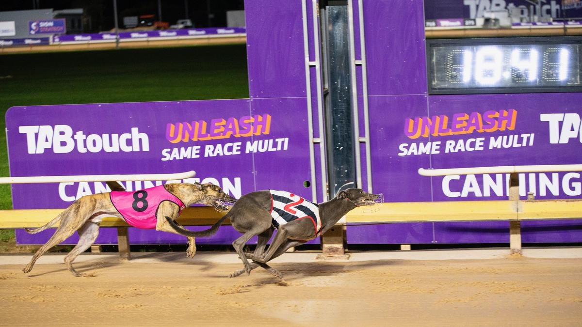 Cannington racetrack: TABtouch Park closed with immediate effect amid spate of greyhound injuries