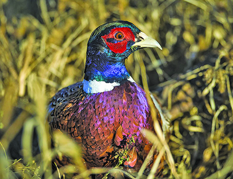South Dakota pheasant season could be special, though no brood survey still frustrates some hunters