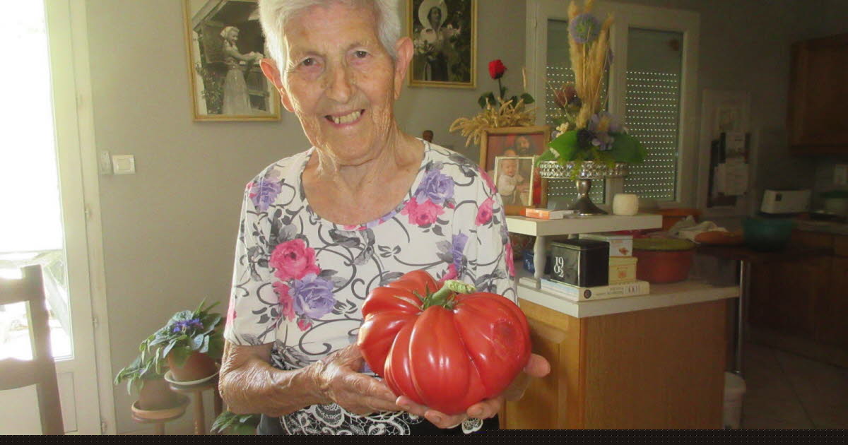 Saint-Léger-Triey. Malgré la sécheresse, ils ont récolté une tomate de 1,5 kilo !