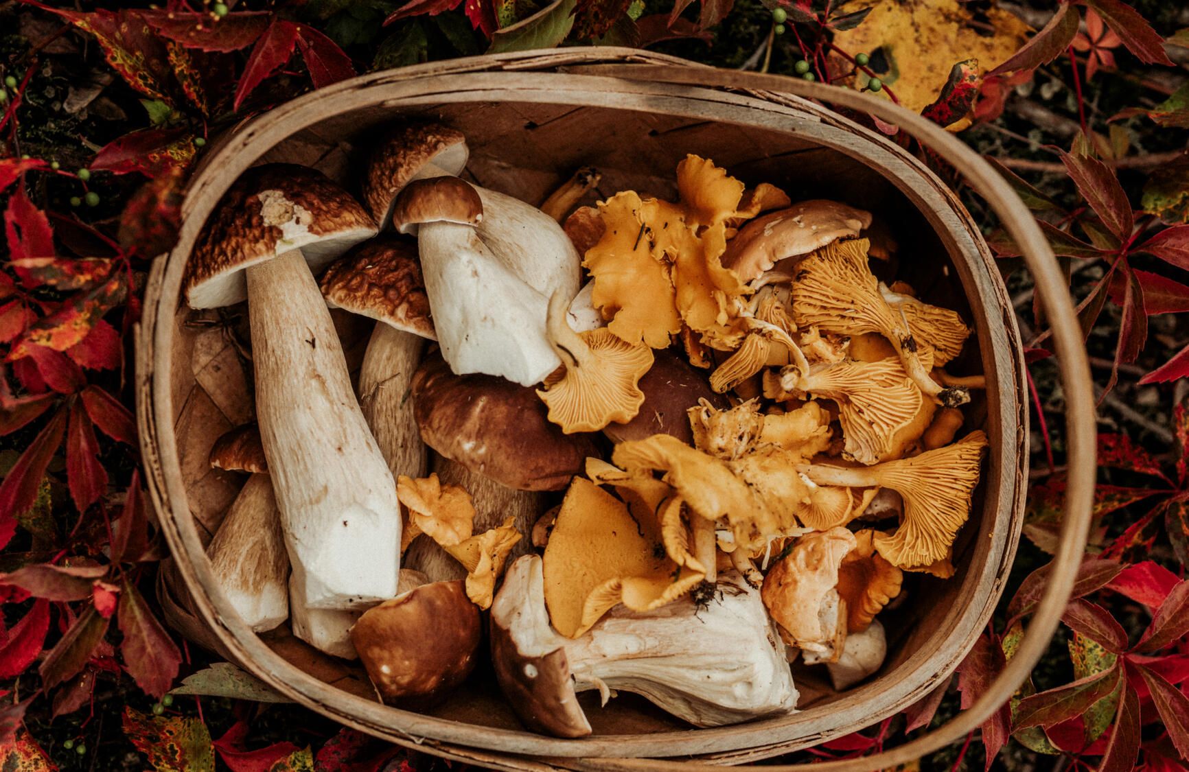 Champignons: Les clés d'une bonne cueillette