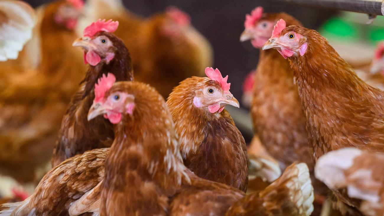 Vogelgrippe: Geflügelpest: Seit September 437.000 Tiere in MV getötet