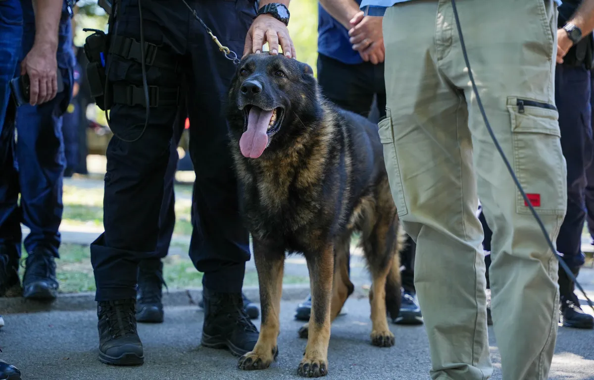 Kako psi uče, traže, spasavaju i rizikuju život za nas: Iskusni dreser o čovekovom najboljem prijatelju