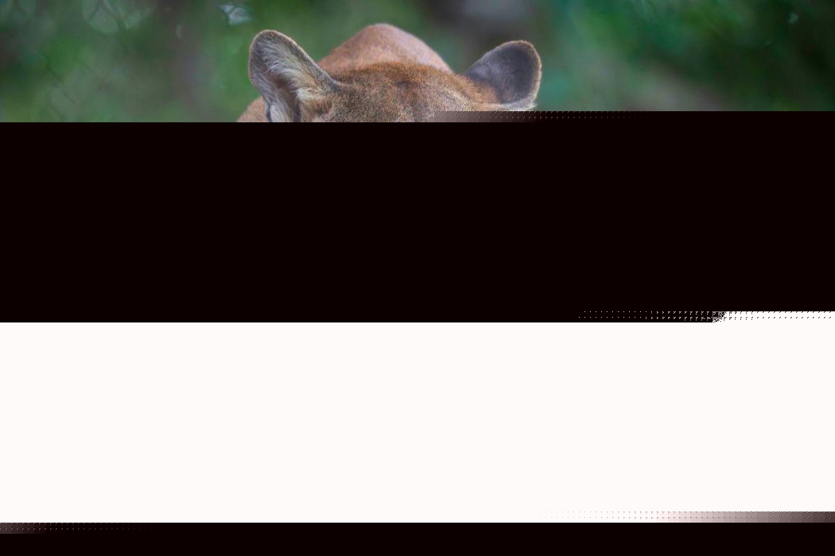 A Trail in Glen Haven is Notorious for Mountain Lions