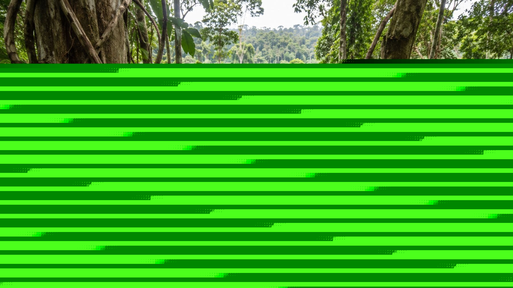 No es plantar más árboles: científicos descubren una intervención sencilla que hace crecer tres veces más rápido los bosques degradados