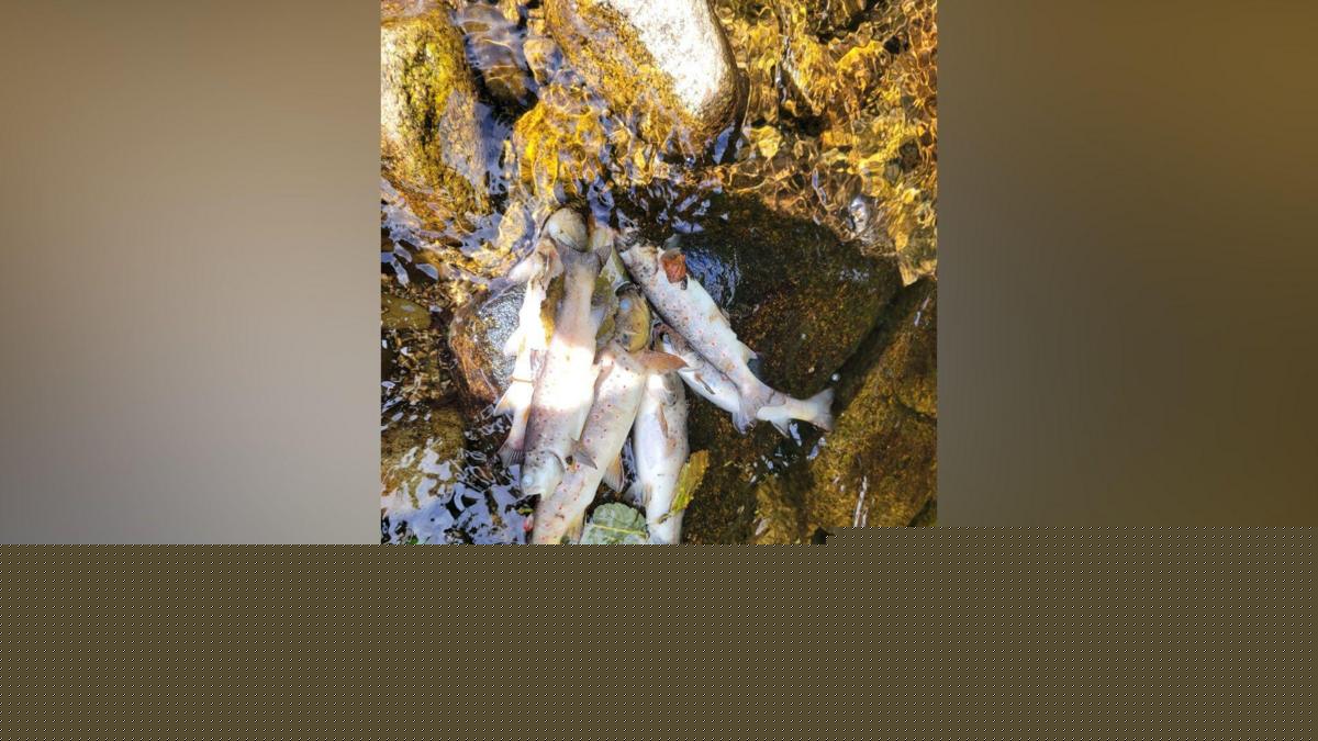 Generations of fish 'wiped out' after pollution incident