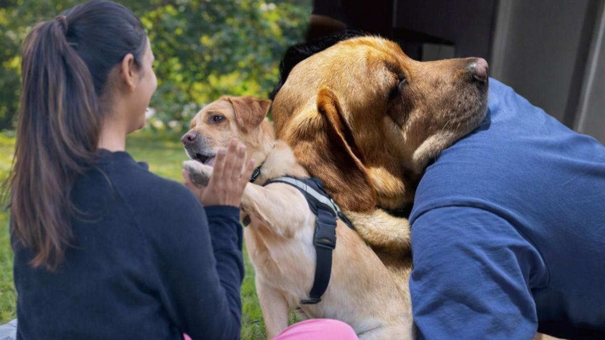 Paw-sitive proof of love: Indian couple spends ₹15 lakh to reunite with their dog