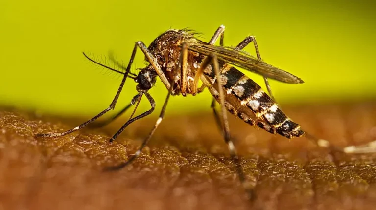 Dengue cases reach to 730 as 25 new cases reported