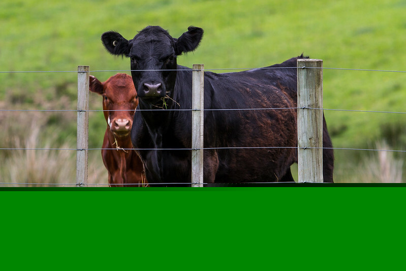 Feeder cattle futures recover after hitting fresh lows - CME