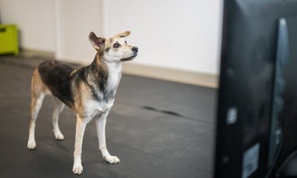 Study reveals how humans’ angry and happy voices affect dogs