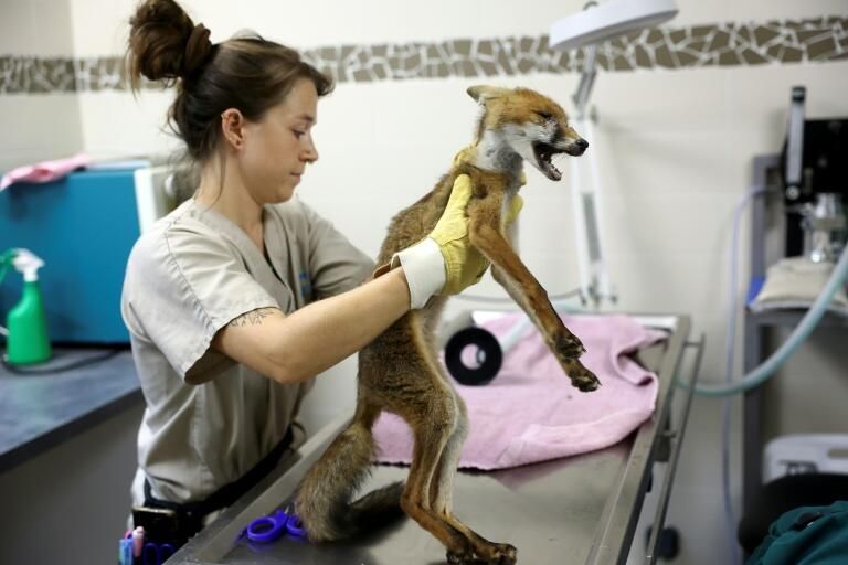 En Gironde, des vétérinaires au chevet de la faune sauvage après le mégafeu