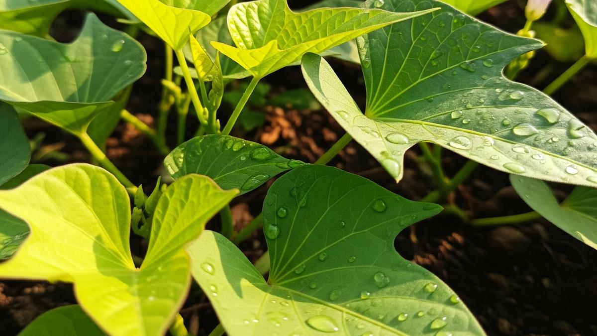 Resep dan Cara Membuat Keripik Daun Ubi Jalar Renyah Tahan Lama