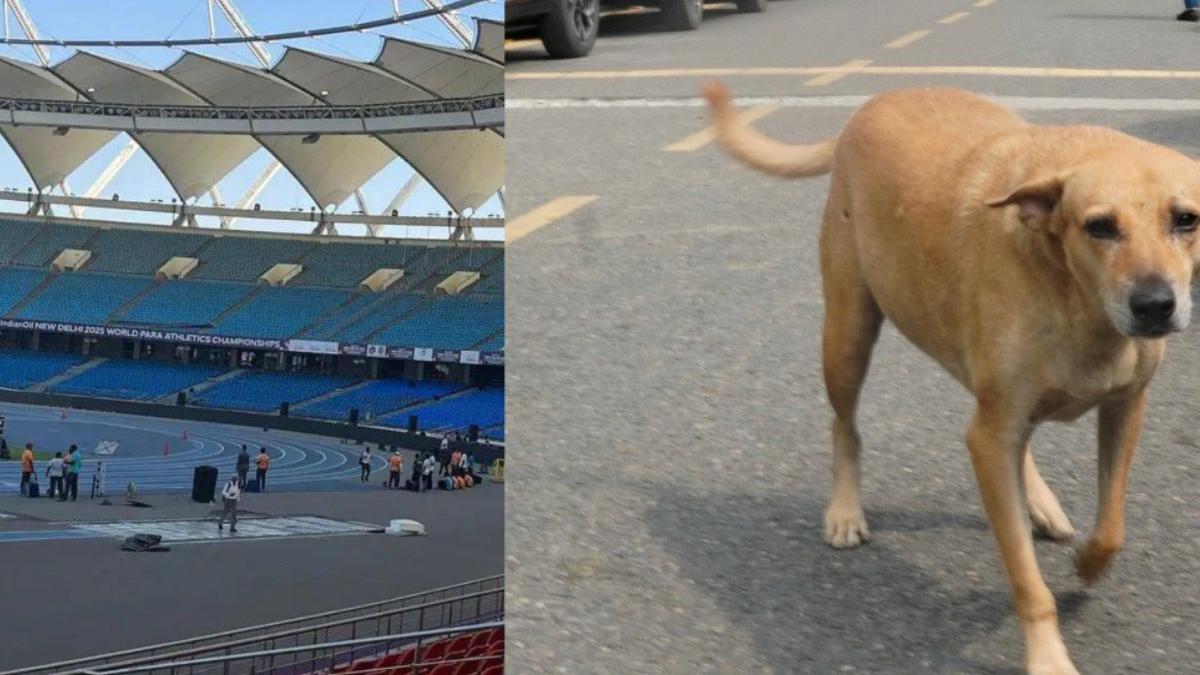 Stray dogs bite Kenya, Japan coaches at stadium in New Delhi during World Para Athletics Championships