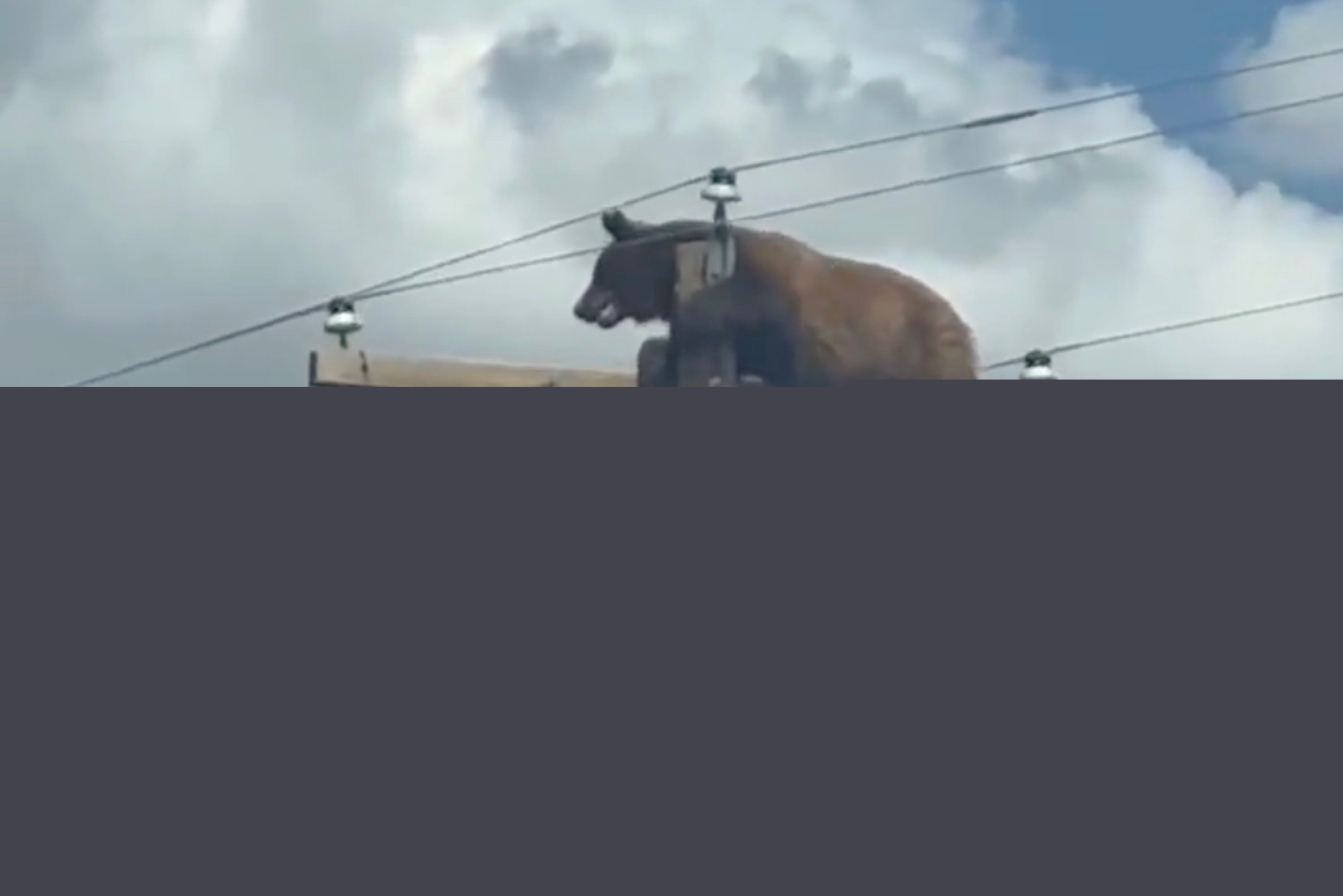 « Nous n’en croyions pas nos yeux ! » : comment un ours s’est retrouvé coincé en haut d’un poteau électrique