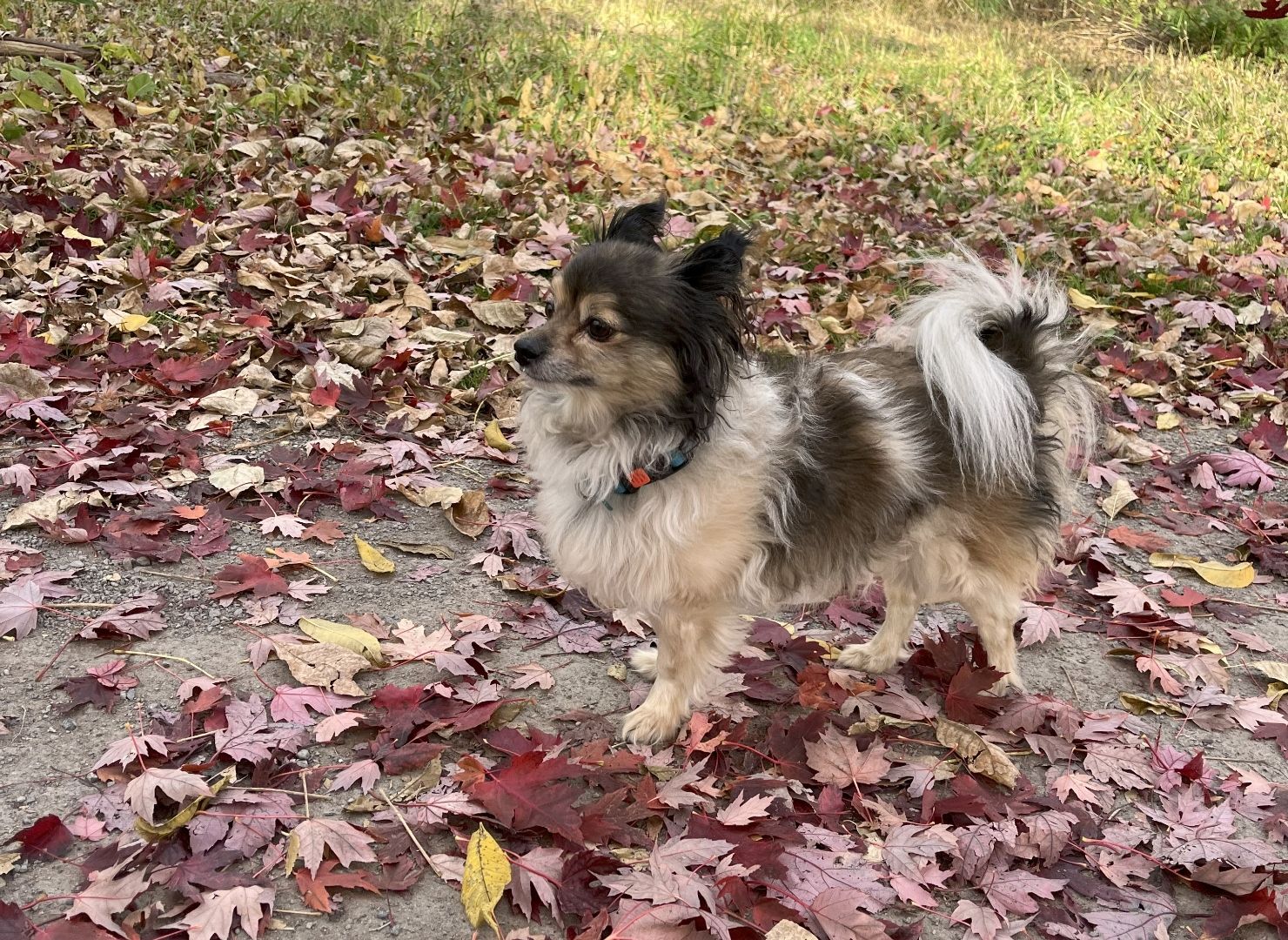 <![CDATA[Pomeranian survives multi-drug exposure at music festival]]>