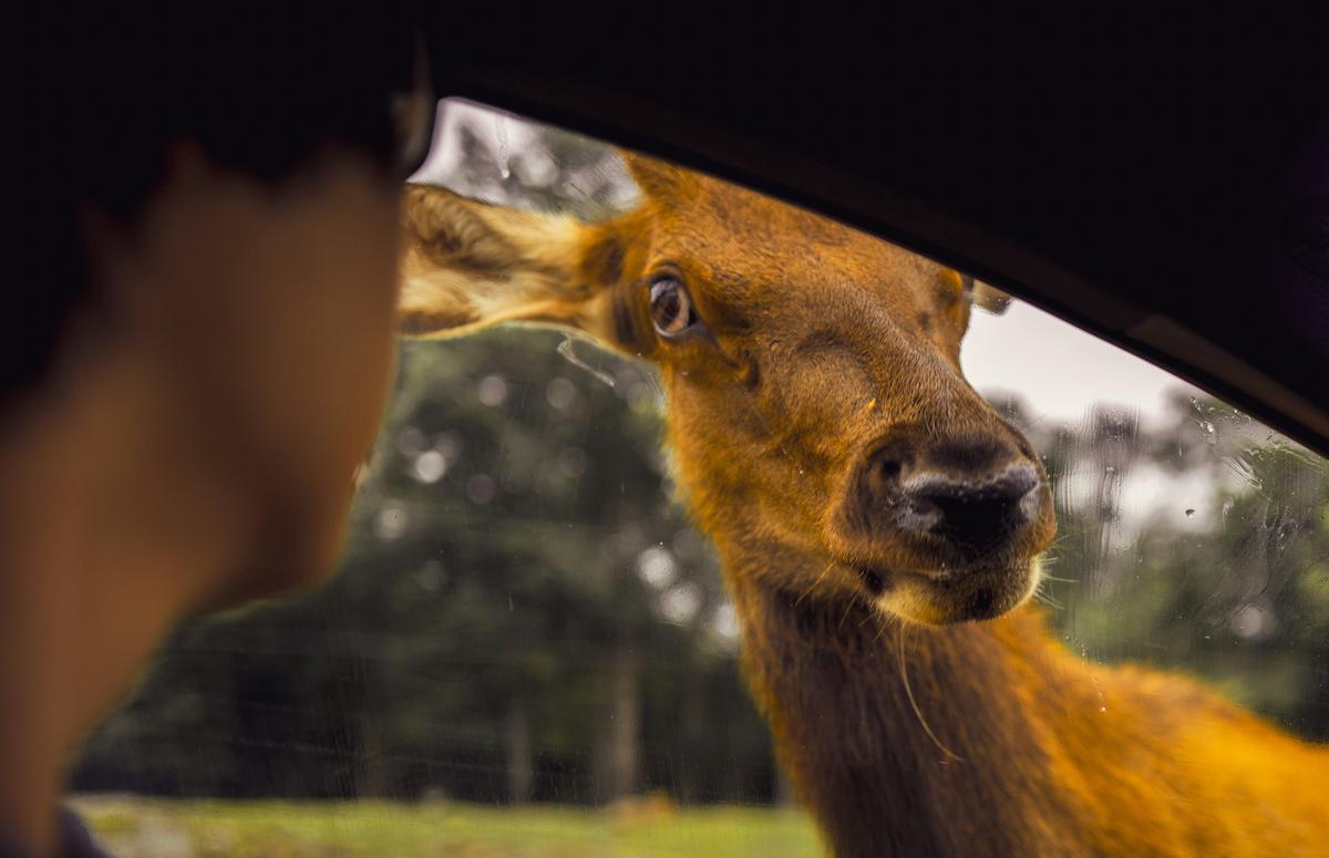 What Really Happens if You Hit a Deer in Northern Colorado?