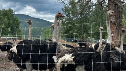 RCMP and CFIA convoy locks down ostrich farm, owners arrested