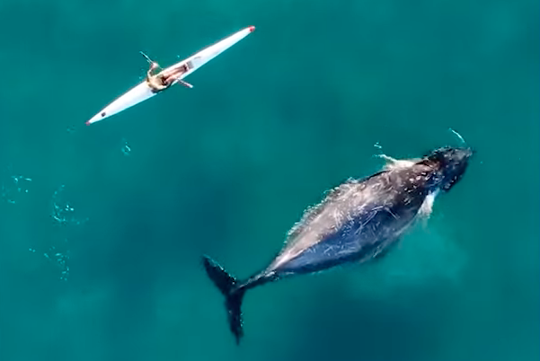 Comment on Humpback Whale Swims Beside Kayaker (Video) by John Gaudaur Savage