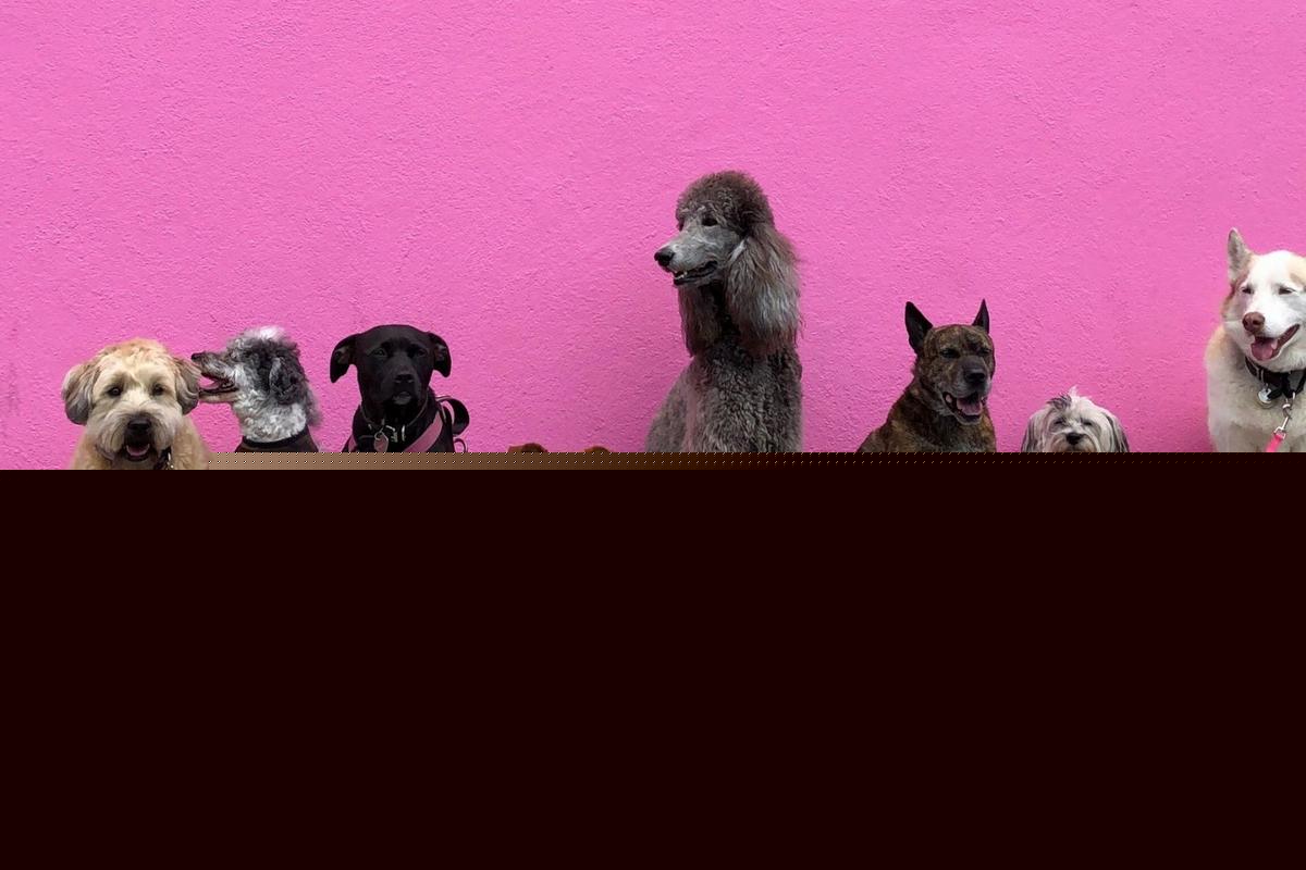 Want a Pup But You Don't Like Dog Hair - 7 Non-Shedding Dogs