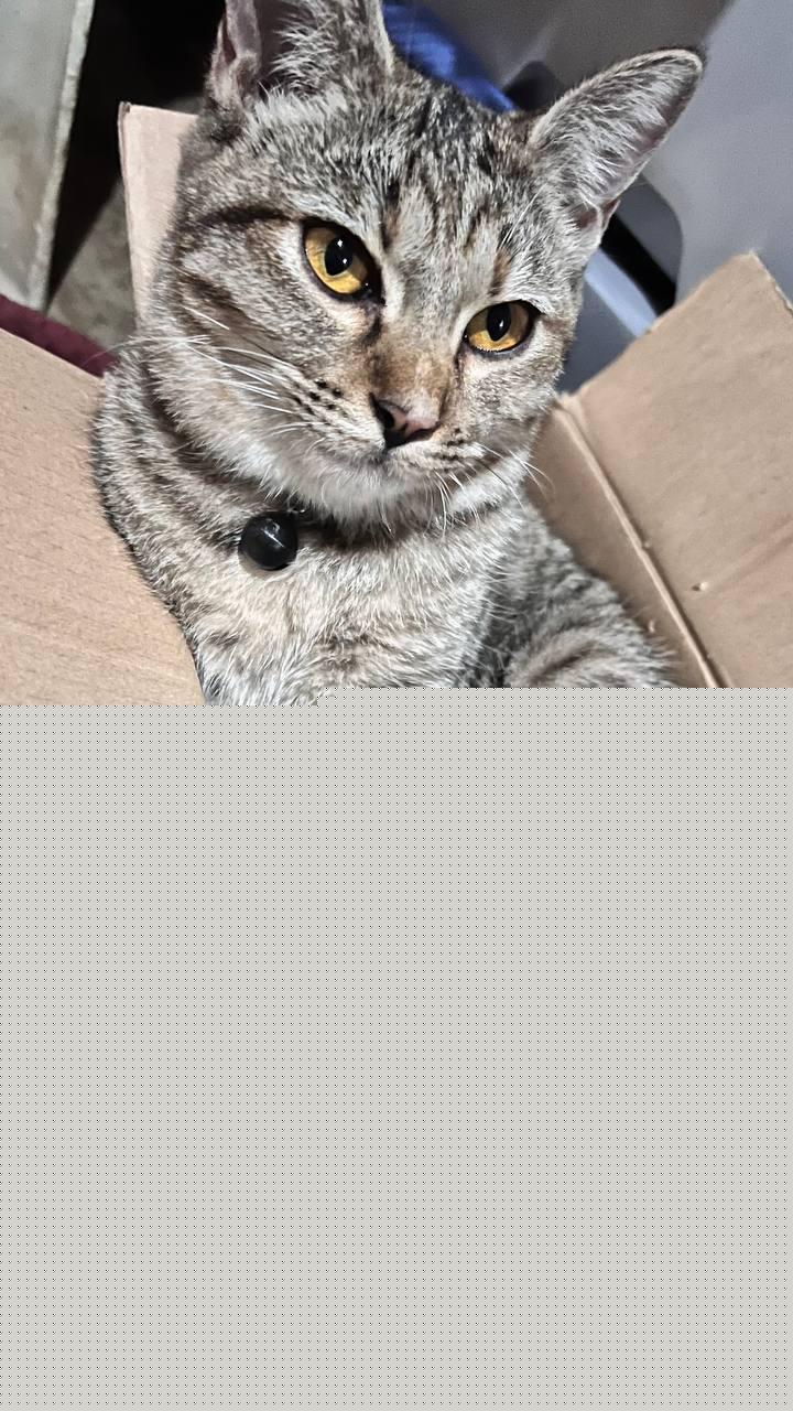 Cats - Perfect fit