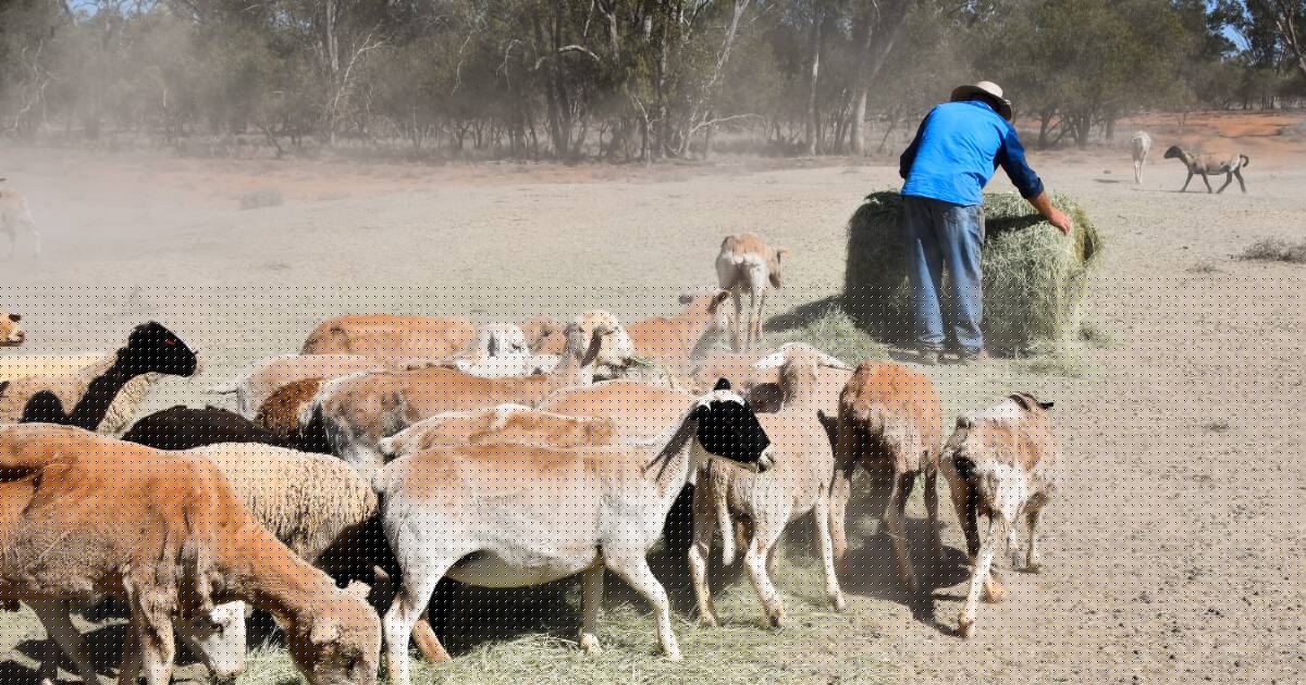 Drought returns to Queensland: producers weigh up new government loans