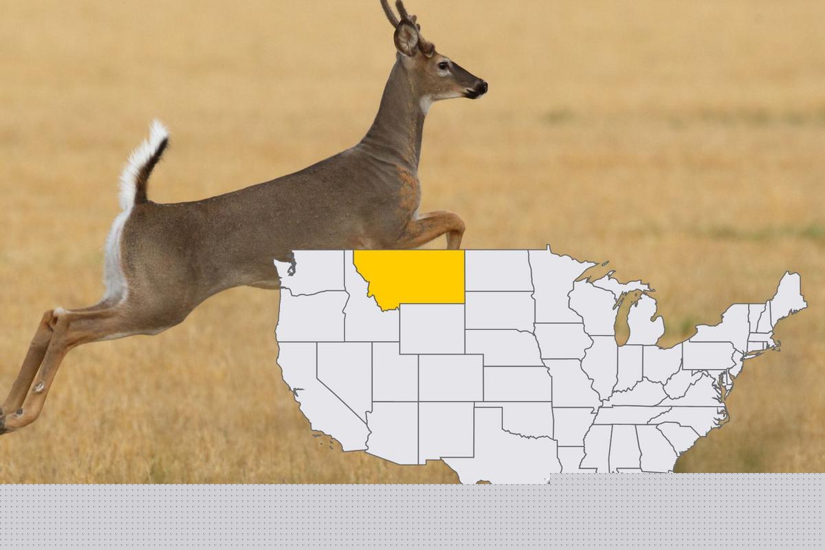 Montana Wildlife Officials Confirm More CWD Cases 2025
