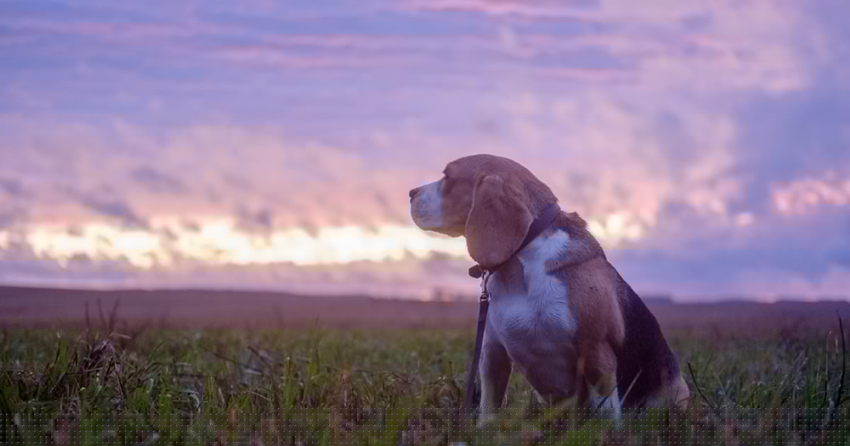 Dichte Wolken - Regenschauer im Anmarsch: So wird Ihr Abend