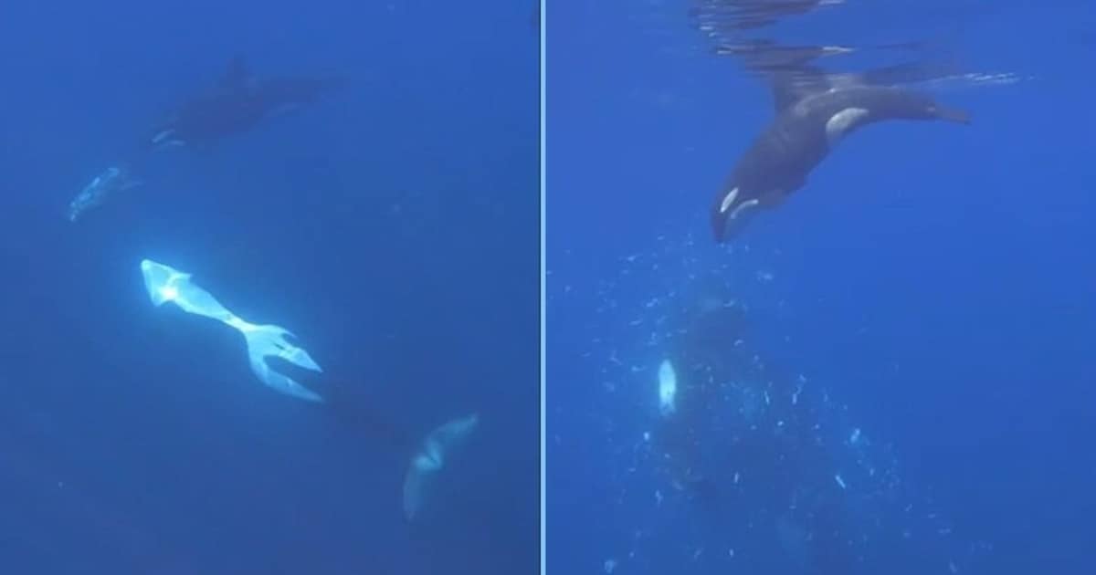 Mondfische zerfetzt - Keine Tischmanieren? Orcas spielen mit ihrem Essen