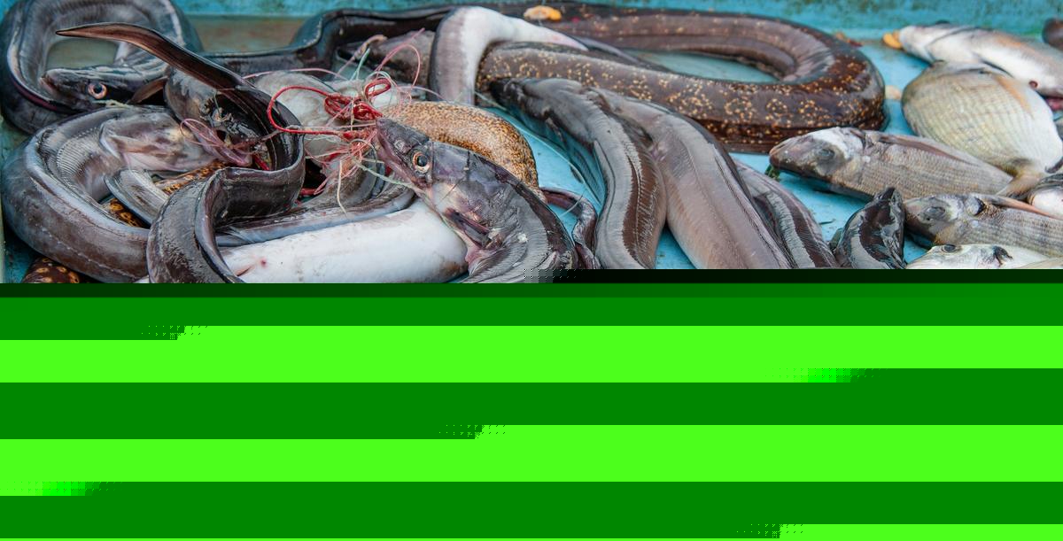 Illinois Fishermen Catch Massive Eel in the Mississippi