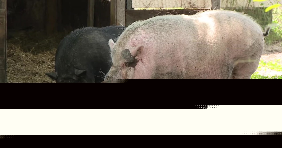 Animal cruelty trial: SPCA Tampa Bay found not guilty in viral Waddles the pig case