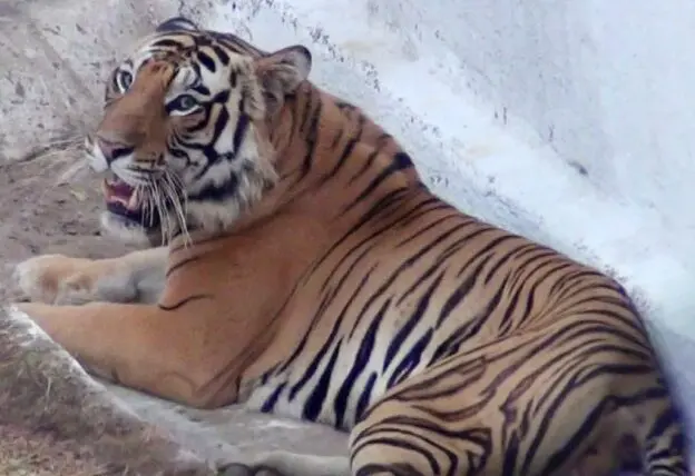 Odisha Prepares For Phase 2 Tiger Translocation To Similipal After 2024 Success