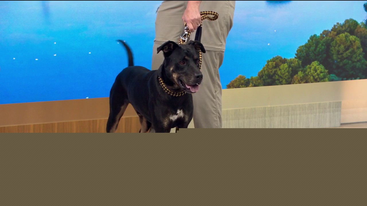 Adopt-A-Pet: Meet Chase