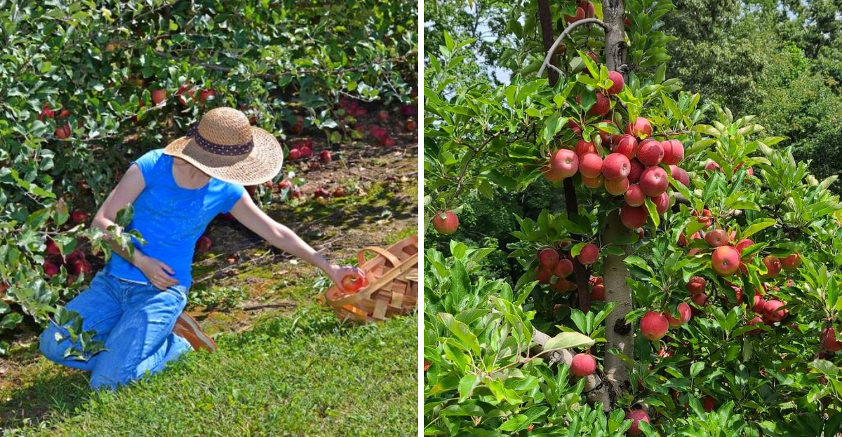 These North Carolina Orchards Let You Pick The First Apples Of The Season In August