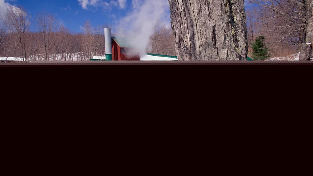 At 62, His Woods Became a Maple Syrup Business. What the Income Does to His Social Security.