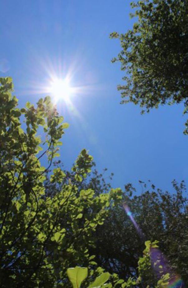 City eyes funding program to expand Sault tree canopy
