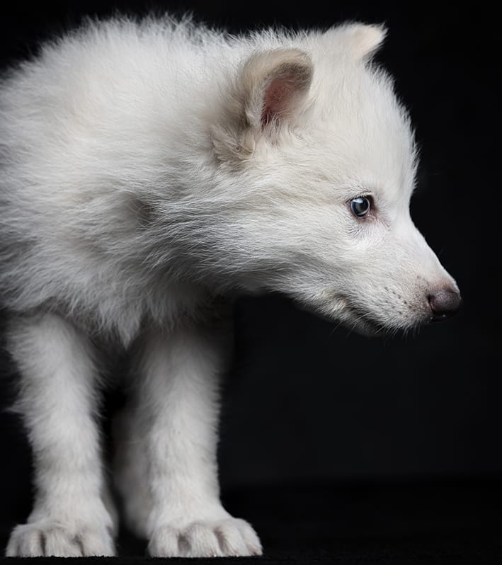 Bringing back the dire wolf