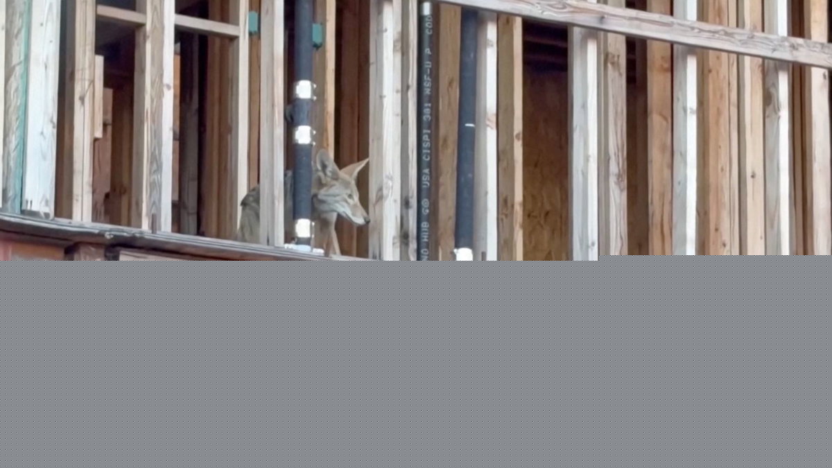 Coyotes take up residence at an abandoned construction site in West Hollywood