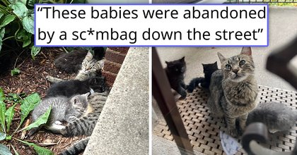 Right before their wedding, couple rescues momma cat and her 3 kittens who were abanoned by the neighbors when they moved, adopting mom and finding all the kittens forever homes: 'They found my home!'
