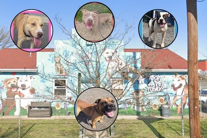 These dogs have less than 6 days to live if they’re not adopted
