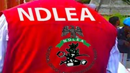 NDLEA seize 1,455kg of cannibas in vehicles abandoned by suspected drug traffickers in Edo